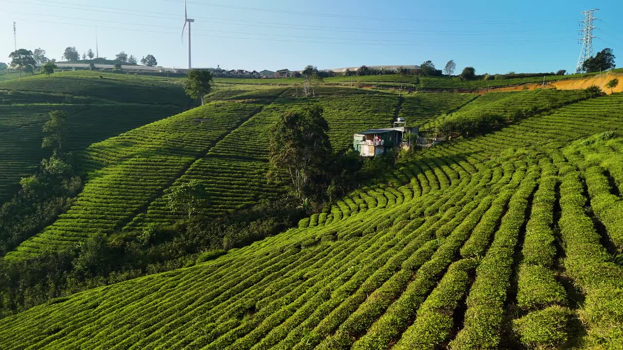 Huge tea hills under the morning sunlight in Da Lat - Vietnam | Tea fields | drone