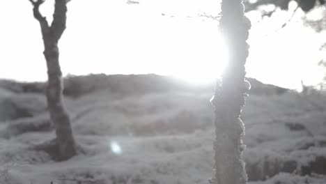 Winter-landscape,-snowy-trees-in-the-foreground,-flare,-cloudy,-Scotland,-traveling-shot