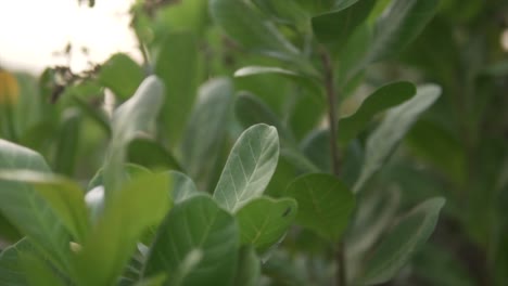 Close-up-of-young-cashew-trees,-Anacardium-occidentale