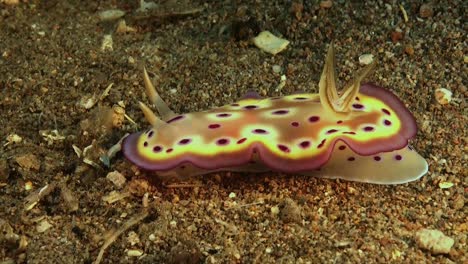 an egg nudibranch lifting it's skirt while gliding over the sandy ocean floor