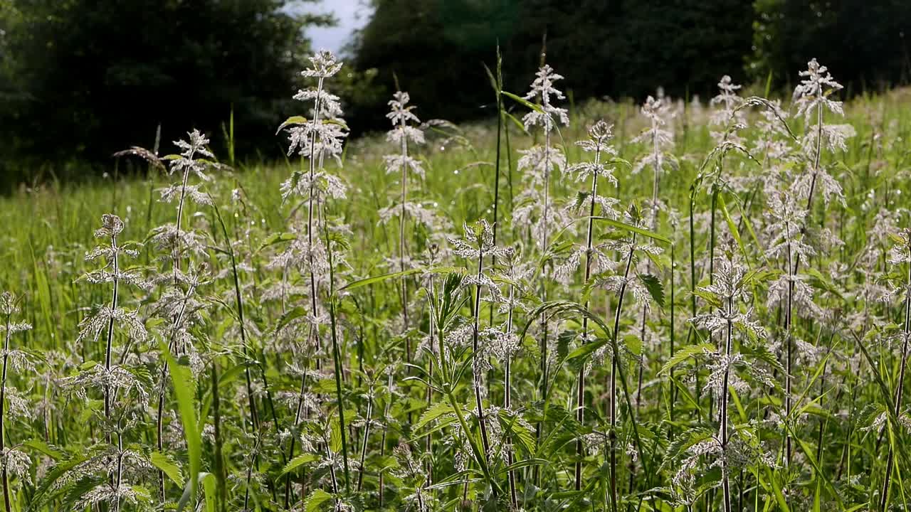 Stinging Nettles, Urtica dioica, flowering in meadow, Spring, UK