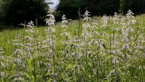 Brennnesseln,-Urtica-Dioica,-Blühen-Auf-Der-Wiese,-Frühling,-Großbritannien