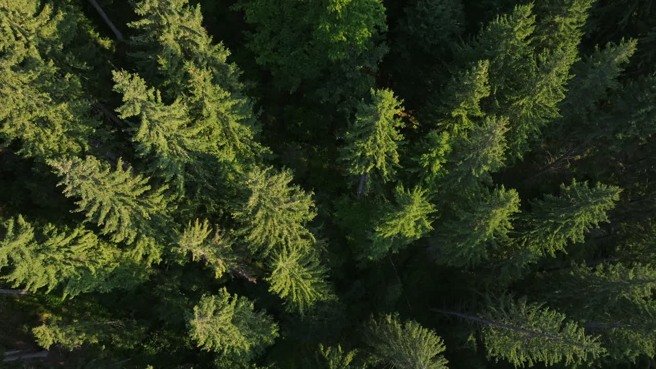 Aerial View of a Lush Coniferous Forest