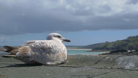 Seagull-relaxing-in-St-Ives-Cornwall-UK-seaside-town-on-sunny-day