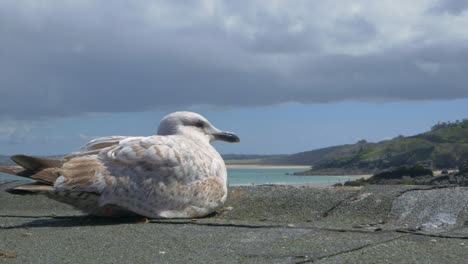 seagull relaxing in st ives cornwall uk seaside town on sunny day