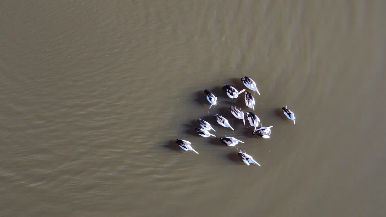 A group of Australian pelicans swim closely together on a muddy lake, captured from directly overhead in soft natural daylight with steady aerial footage