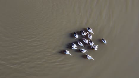 a group of australian pelicans swim closely together on a muddy lake, captured from directly overhead in soft natural daylight with steady aerial footage