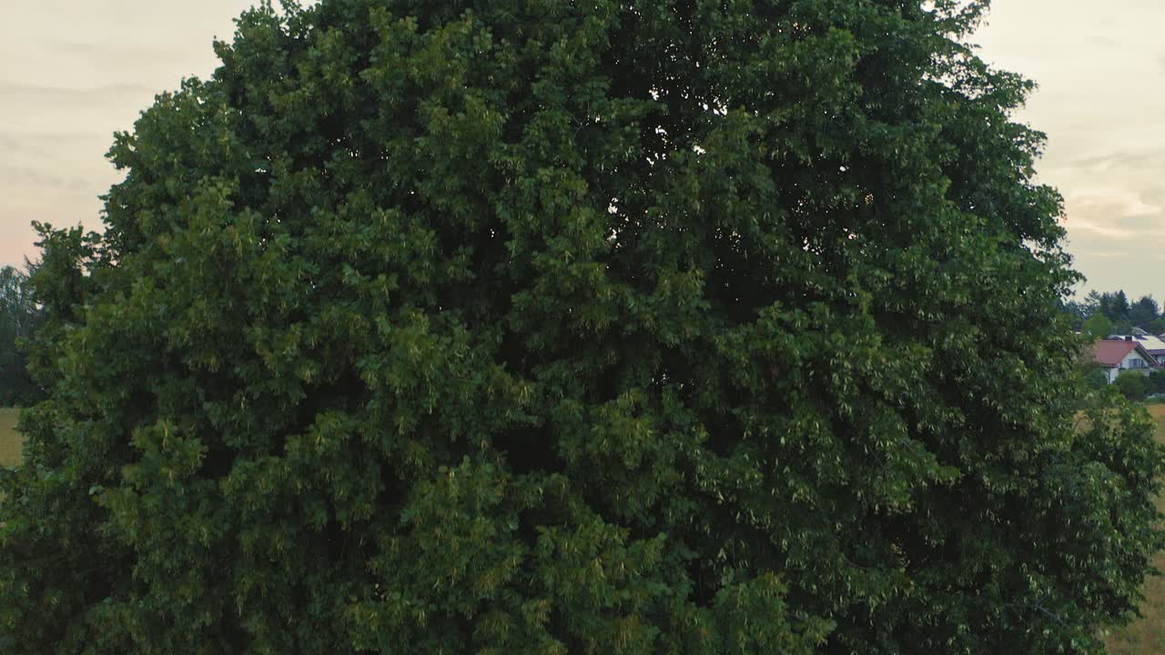 Unveiling shot of a drone starting behind a green tree to discover an idyllic small city at the aerly sunrise at a cloudy day