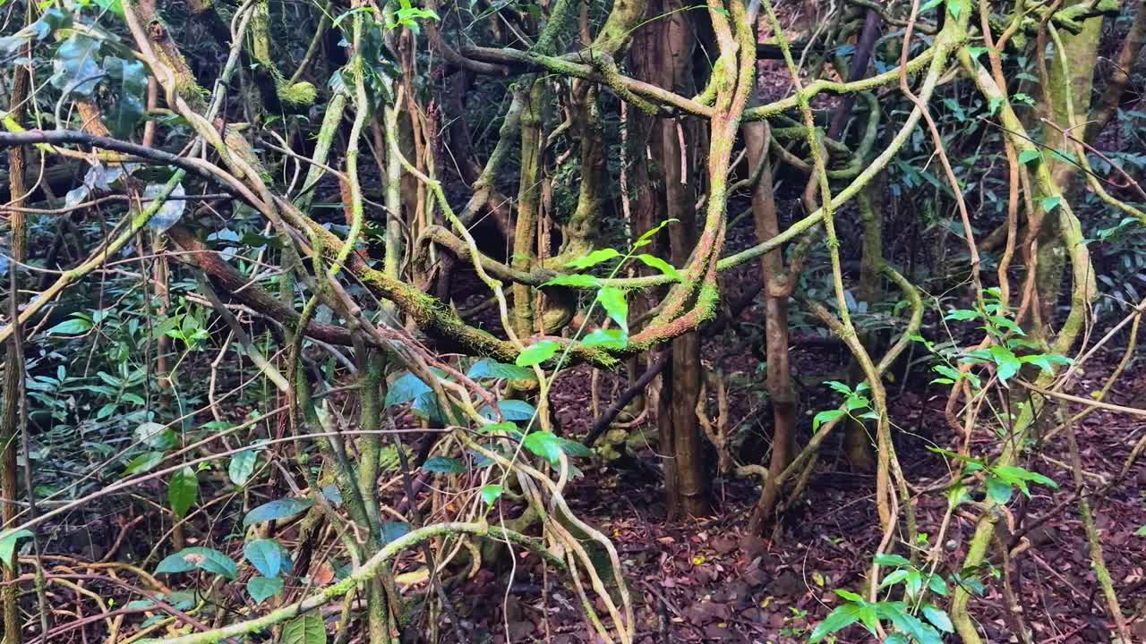 Camera slowly pans through tangled forest vines and leafy undergrowth, revealing a lush, shaded woodland environment with natural daylight and earthy tones