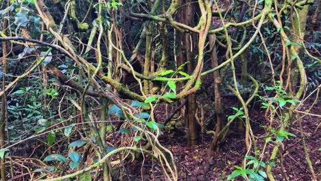 camera slowly pans through tangled forest vines and leafy undergrowth, revealing a lush, shaded woodland environment with natural daylight and earthy tones