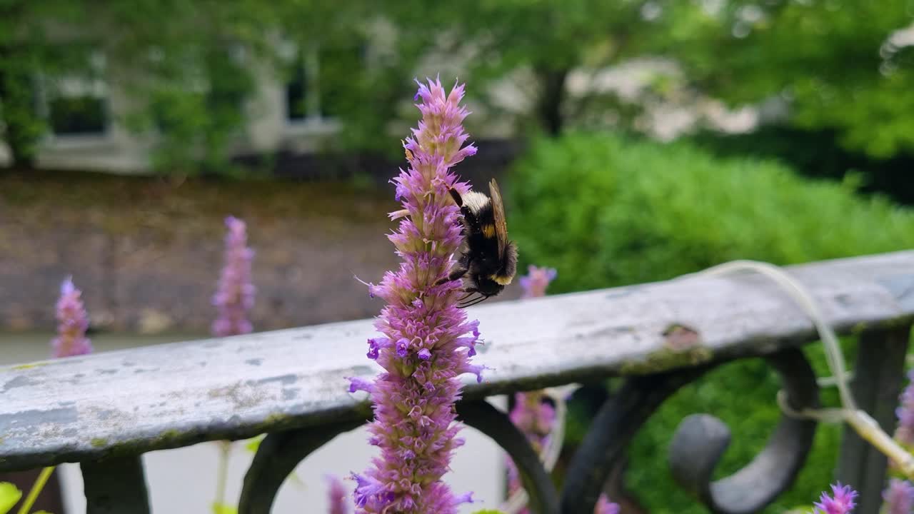 Close-up of a bumblebee collecting nectar from a purple mint blossom in an urban garden, showcasing city biodiversity and the beauty of pollinators in action