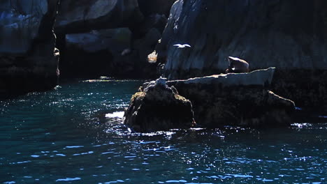 pájaro vuela más allá de la foca sentada en una gran isla rocosa en alaska