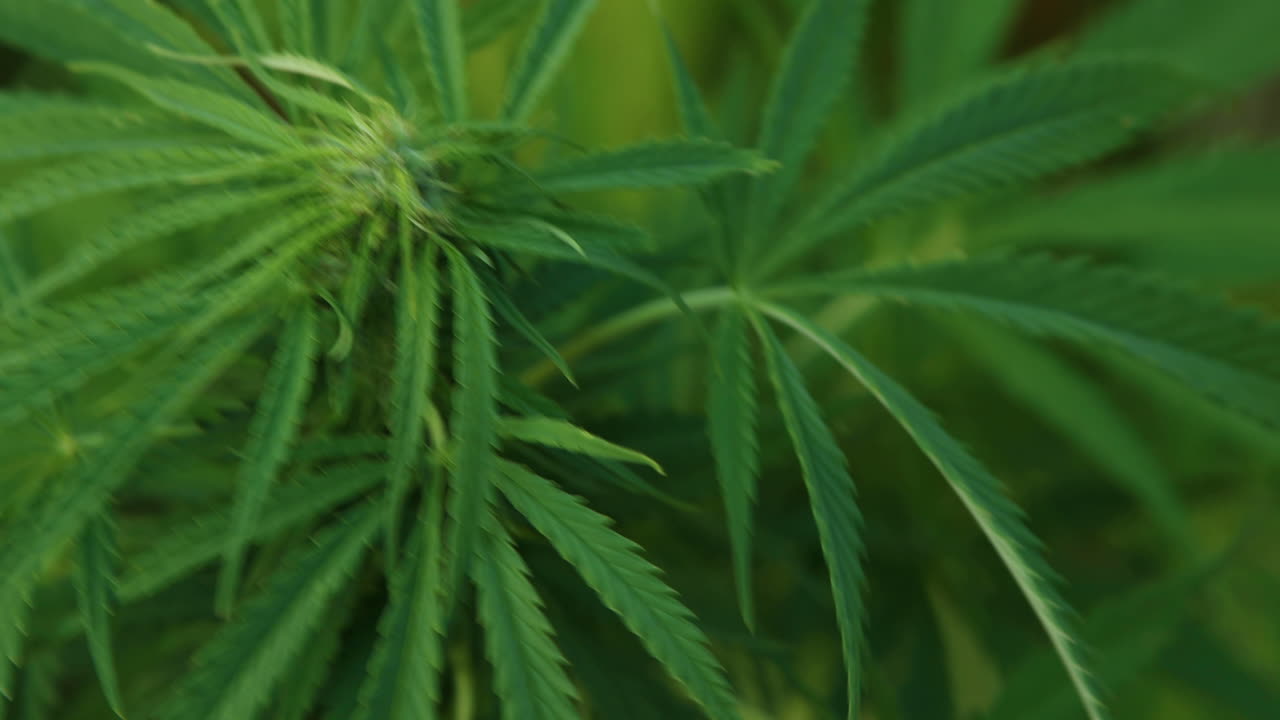 야외 과수원에서 마리화나 농업