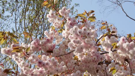 hanging tree blossom in pink and white, mid shot