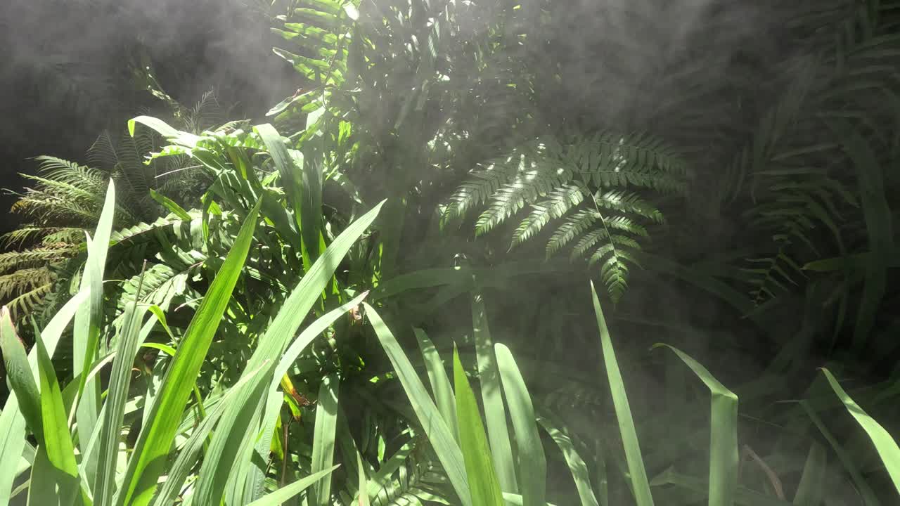 la exuberante vegetación envuelta en una niebla giratoria.