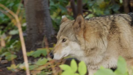 Der-Wolf-(Canis-Lupus),-Auch-Grauwolf-Genannt,-Ist-Das-Größte-Noch-Existierende-Mitglied-Der-Familie-Der-Canidae.-Wölfe-Sind-Das-Größte-Wilde-Mitglied-Der-Hundefamilie.