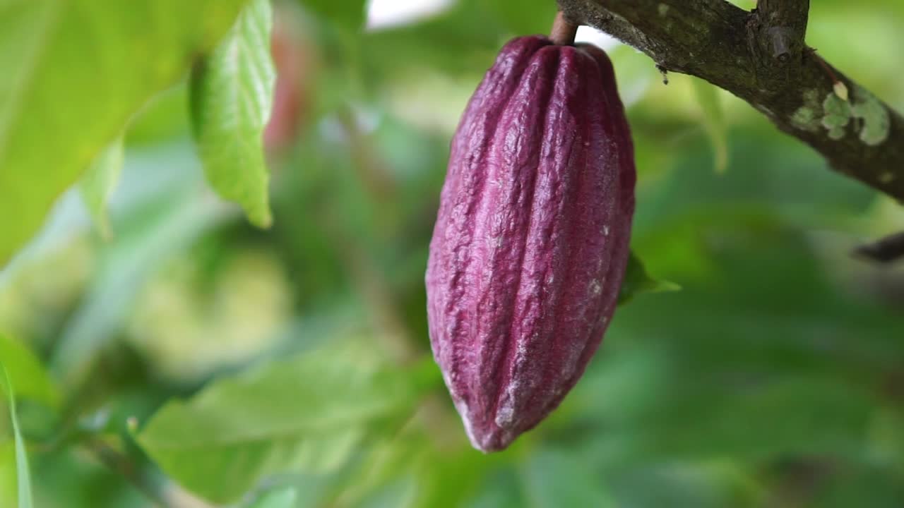 fruta kakao con color morado
