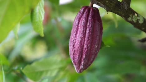 kakao fruit with purple color