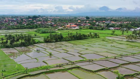 wide-natural-landscape-of-rice-field-in-Ubud-Bali-at-sunrise,-aerial