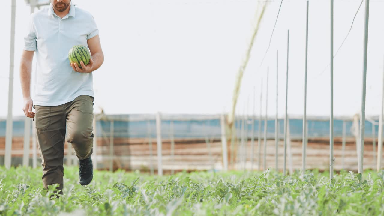 Farmer harvesting watermelon in greenhouse