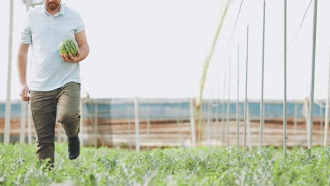 farmer harvesting watermelon in greenhouse