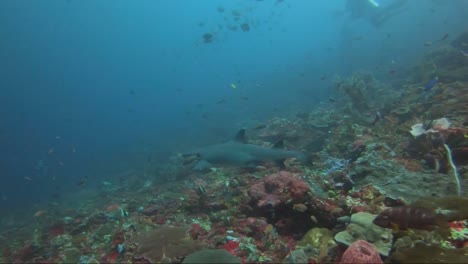 white tip shark swims away from diver