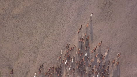 Rising-vertical-aerial-of-dawn-horse-round-up-creating-dust-cloud