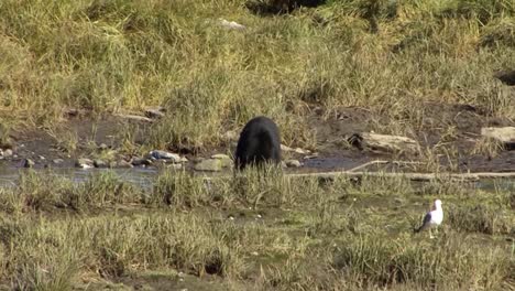 black bear eating salmon on the river bank in ketchikan, alaska