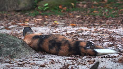 static close up shot capturing the back of an african painted dog, lycaon pictus, wild canine resting on the floor ground at daytime