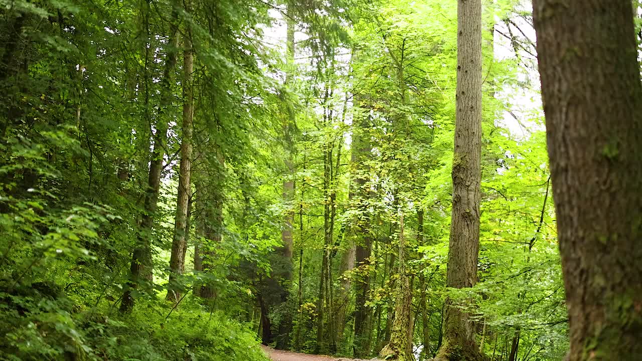 un paseo tranquilo a través de bosques verdes y exuberantes