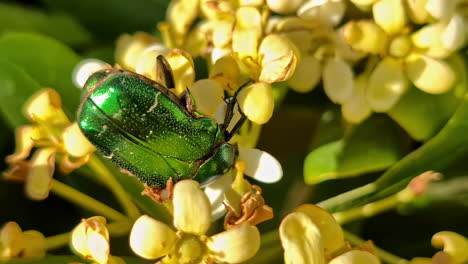 metallic green beetle sucks nectar of yellow flower blossom, macro handheld