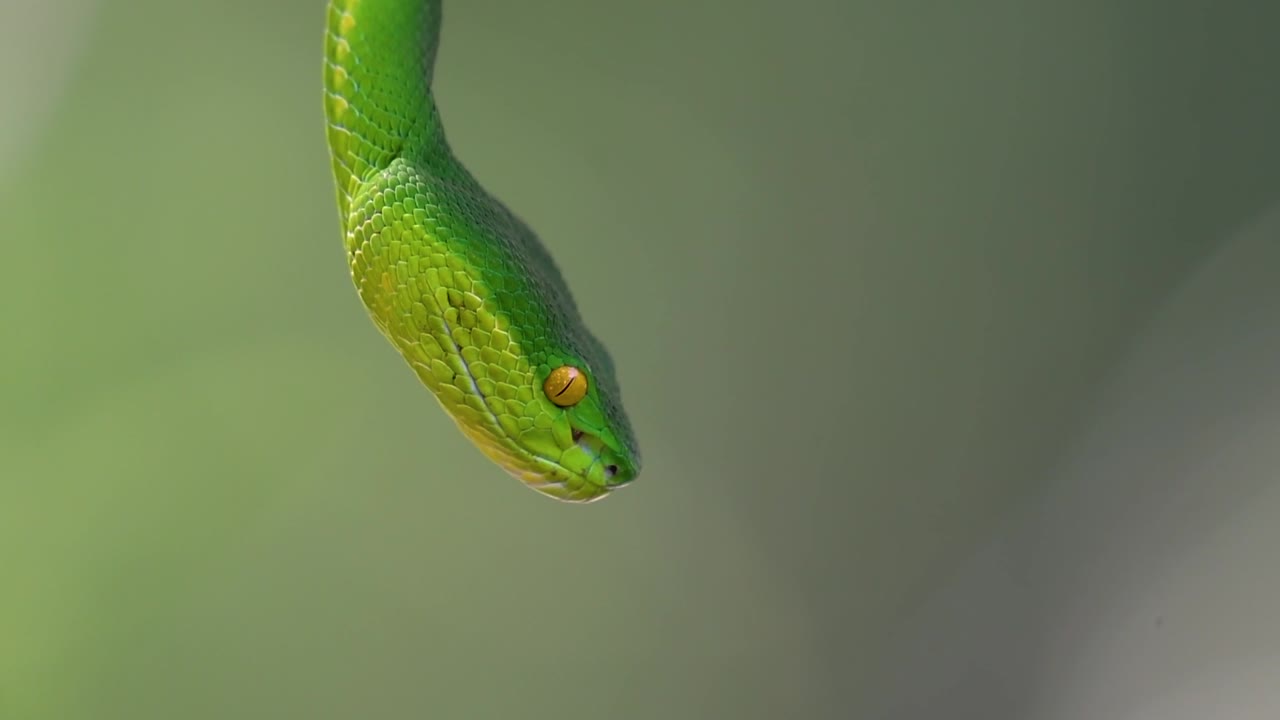 белощекая питвипер - ядовитая питвипер, эндемик юго-восточной азии, часто встречается ночью, поджидая на ветке или сучьях дерева вблизи водоема с большим количеством пищи.