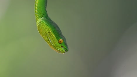 The-White-lipped-Pit-Viper-is-a-venomous-pit-viper-endemic-to-Southeast-Asia-and-is-often-found-during-the-night-waiting-on-a-branch-or-limb-of-a-tree-near-a-body-of-water-with-plenty-of-food-items