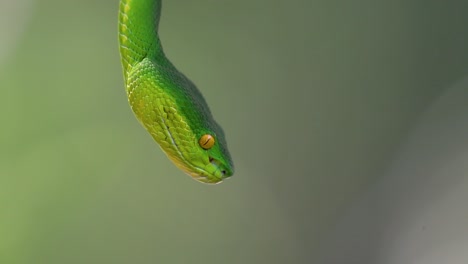 la víbora de labios blancos es una víbora venenosa endémica del sudeste asiático y a menudo se encuentra durante la noche esperando en una rama o rama de un árbol cerca de un cuerpo de agua con muchos alimentos