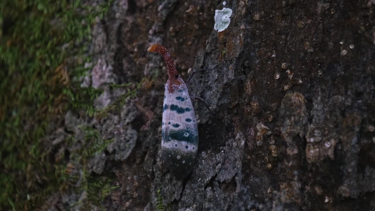 visto en la corteza de un árbol con musgo a medida que sube seguido por la cámara, linterna, pyrops ducalis sundayrain, parque nacional khao yai, tailandia