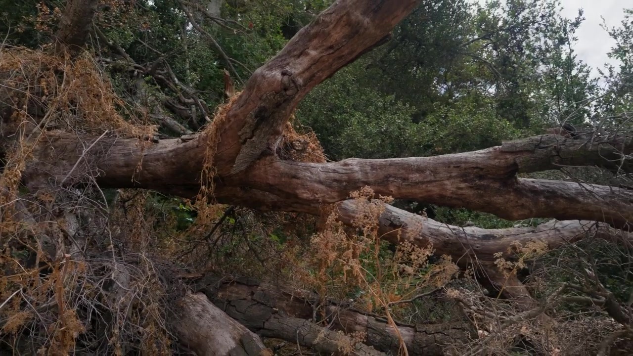 Fallen trees lie among dry bushes and golden vegetation across a rugged California hillside.