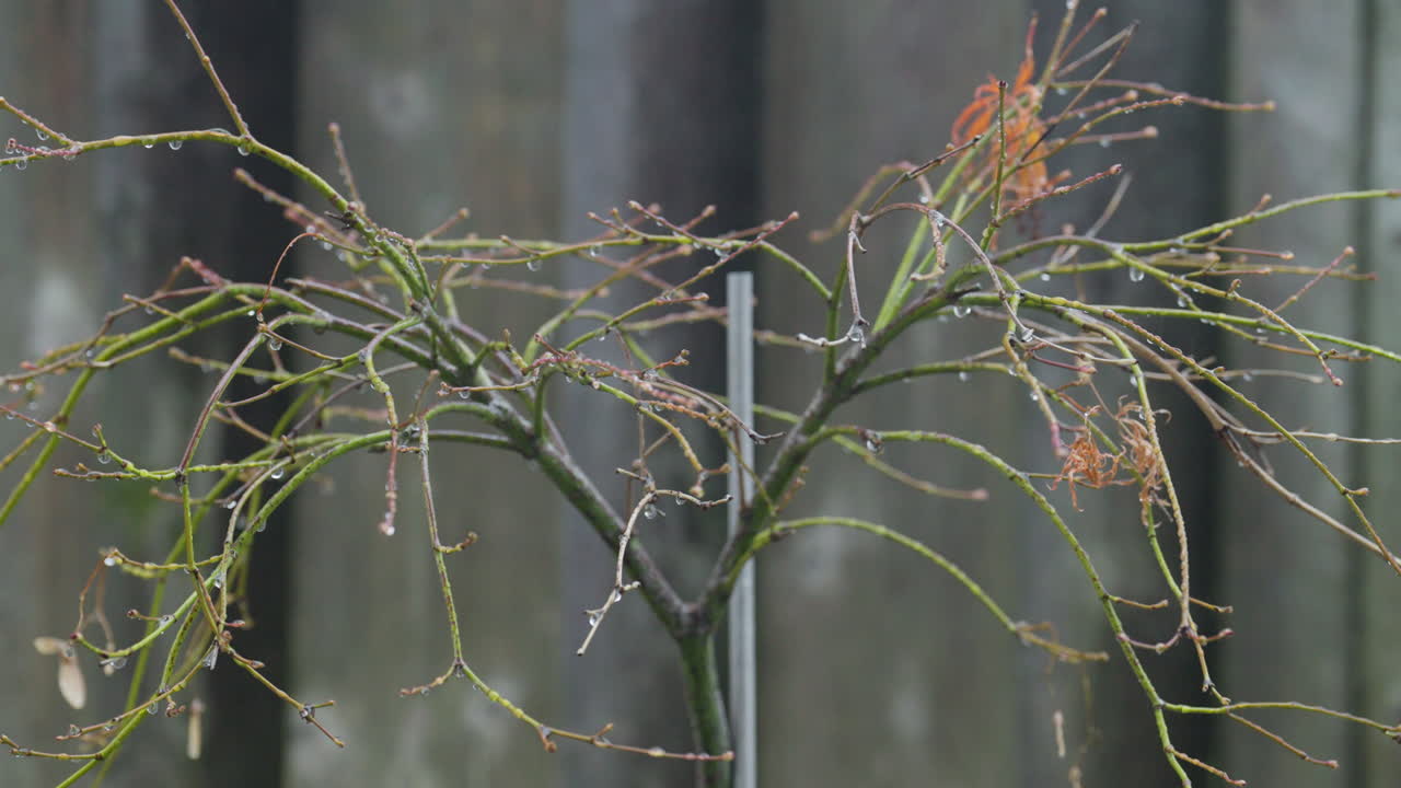 Barren tree branches in winter garden evoke a sense of tranquility