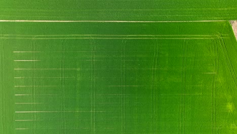 aerial top view of green agriculture land with textured pathways