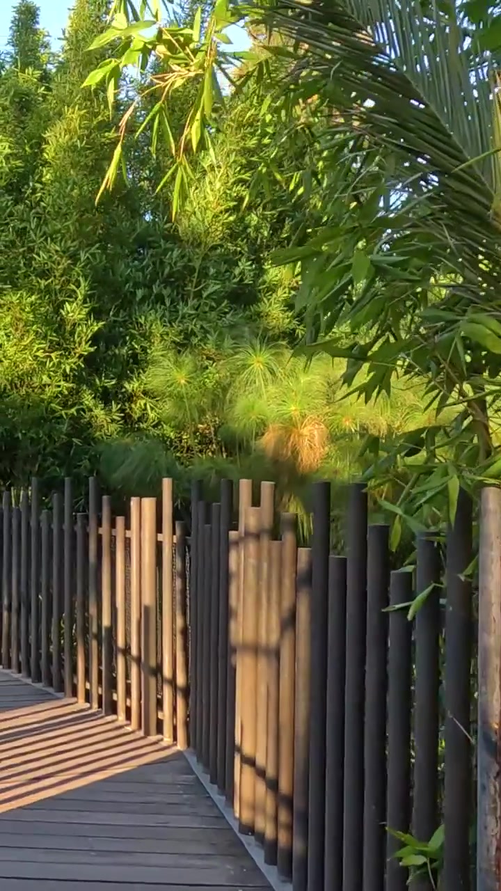 Un paseo sereno por un frondoso paisaje de bambú