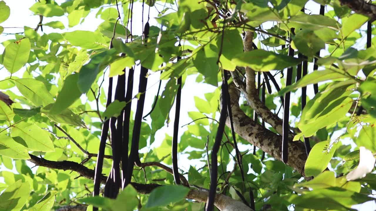 빛으로 인 잎들이 부드러운 바람에 날아다니고