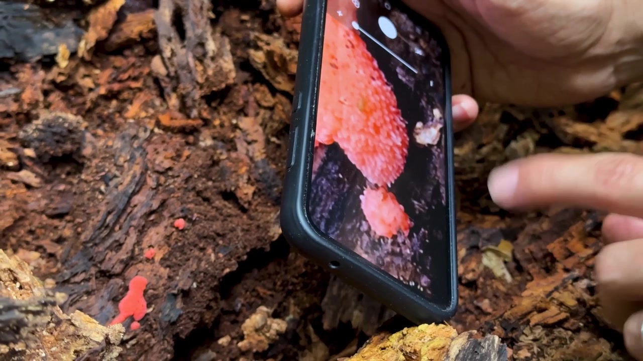 Fotografia di funghi in Iran, primo piano rosa del paesaggio di fungo della foresta Ircana, natura nebbiosa umida, Medio Oriente Asia, raro incredibile sfondo autunnale, cappello di porcino, fungo commestibile, raccolta gourmet, ricerca di funghi.