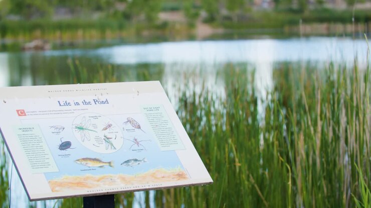 An information sign explaining life in the pond at Walden Ponds