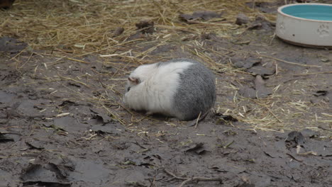 Guinea-pig-moving-around-in-petting-zoo