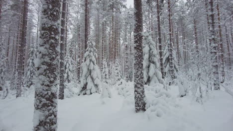 Walking-in-a-snowy-forest-with-light-snowfall