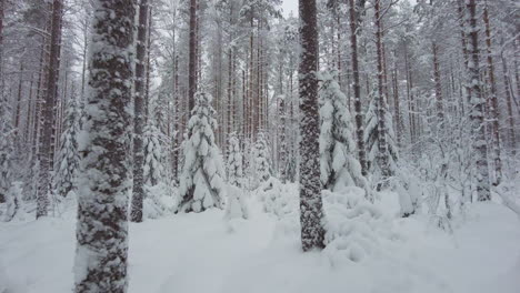 walking in a snowy forest with light snowfall