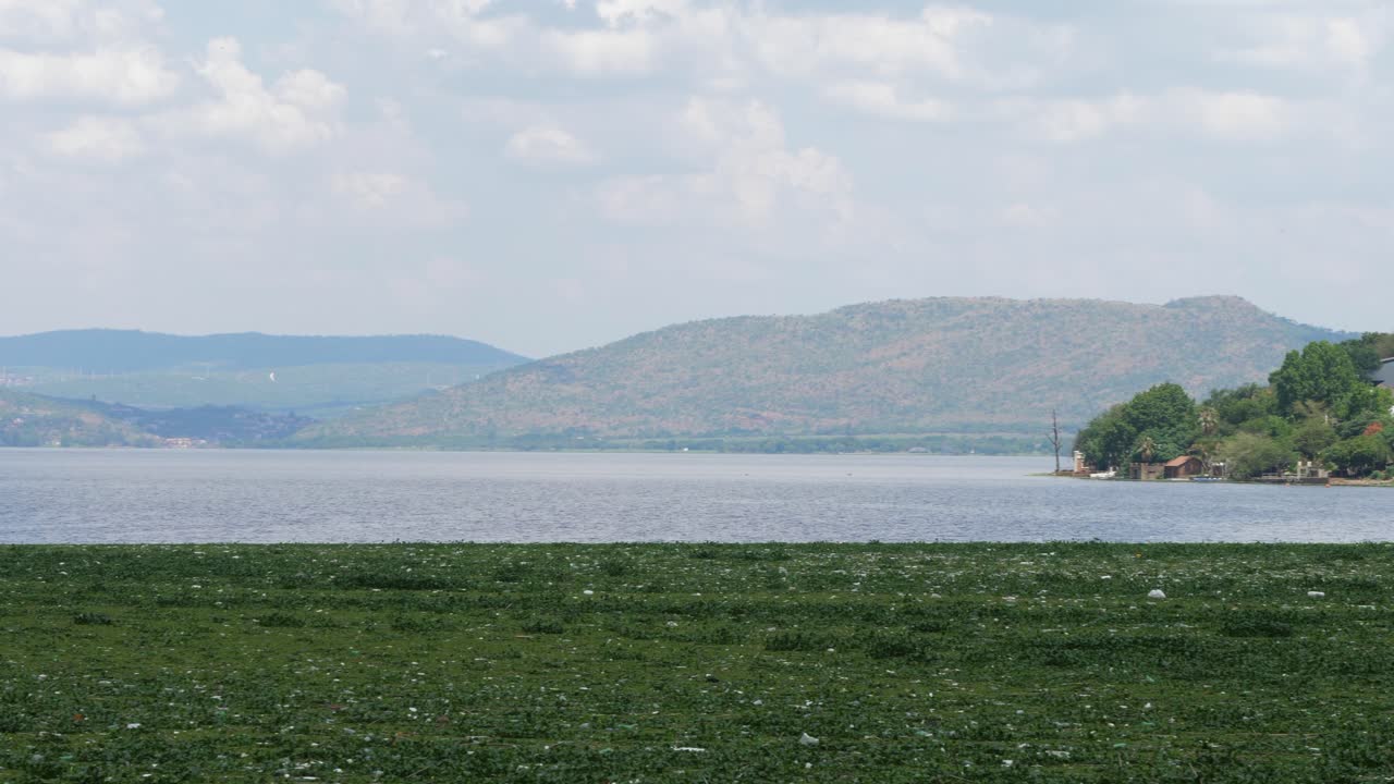 hartbeespoort 댐 남아프리카를 가로질러 잡초와 쓰레기 매트를 보여줍니다.