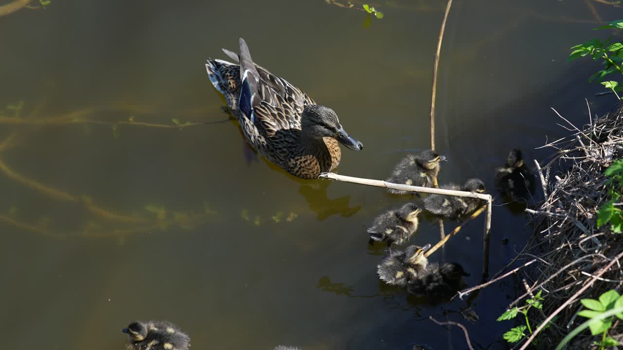 madre pato mallard con patitos en el agua