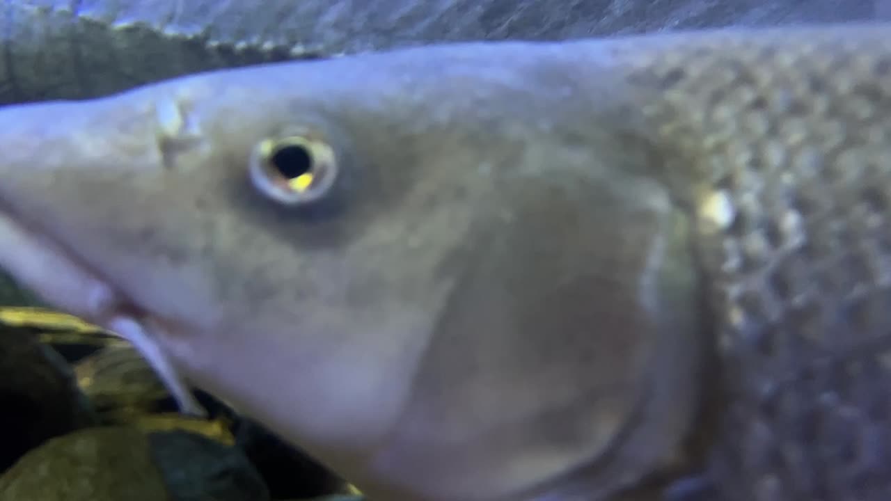매우 가까운 두 개의 물고기의 가까운  ⁇