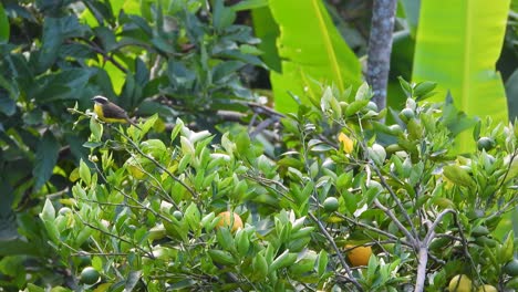 a lesser kiskadee perches amid lush green foliage, surrounded by vibrant fruits