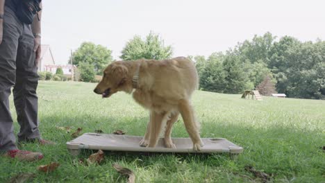 Golden-Retriever-laying-on-place-table-and-receiving-treat-from-dog-trainer